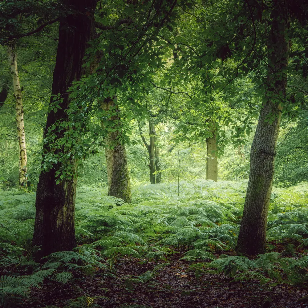 Waldlichtung mit einigen Bäumen