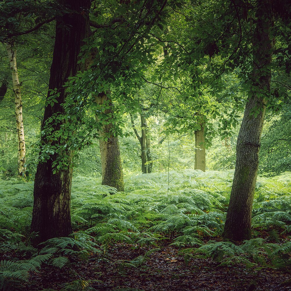 Waldlichtung mit einigen Bäumen